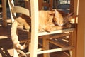 A morning sunlight on the sleeping red cat. Cute red-white cat basking in the sun on the wicker wooden chair Royalty Free Stock Photo
