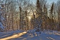 Morning sunlight streaming through forest onto snow Royalty Free Stock Photo