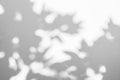 Morning sunlight and tree shadows blowing by wind reflecting on white texture background, for overlay on product presentation, Royalty Free Stock Photo
