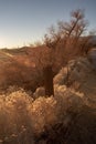 Morning sunlight on trees and wildflowers in desert valley Royalty Free Stock Photo