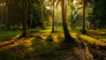 Morning sunlight in tropical forest