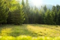 Fir tree forest glade with morning sunrays Royalty Free Stock Photo