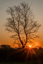 Morning sunrise, an abstract tree with dry dead branches against the background of sunlight. Sunlight through the trunk. A dark Royalty Free Stock Photo