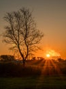 Morning sunrise, an abstract tree with dry dead branches against the background of sunlight. Sunlight through the trunk. A dark Royalty Free Stock Photo