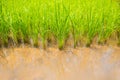 Morning sunrise, Green young rice plants are growing in paddy field with rain water. Agricultural lifestyle concept of Thailand Royalty Free Stock Photo