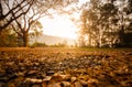 Morning sunrise light in the countryside Shines against small pebbles and leaves Warm feeling