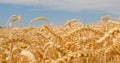 Morning sunrise shine through wheat ears on field against clear blue sky. Close-up. Macro 4K. Havesting. Well-being Royalty Free Stock Photo