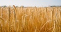 Morning sunrise shine through wheat ears on field against clear blue sky. Close-up. Macro 4K. Havesting. Well-being Royalty Free Stock Photo