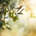 Morning Sunshine and Branches Defocussed Through Olive Trees Royalty Free Stock Photo