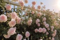 Many pink white roses swaying in the wind, the background is a European garden fence Royalty Free Stock Photo