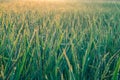 Morning sunshine in lush green fields. Royalty Free Stock Photo