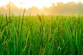 Morning sunshine in lush green fields. Royalty Free Stock Photo