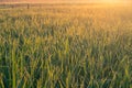 Morning sunshine in lush green fields. Royalty Free Stock Photo