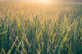 Morning sunshine in lush green fields. Royalty Free Stock Photo