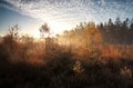 Morning sunshine over autumn swamp with birch trees Royalty Free Stock Photo