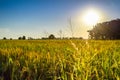 In the rice field