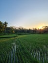 Morning sunshine with Rinjani mountain and ricefields Royalty Free Stock Photo