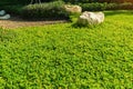 The morning sunshine shines on the large rocks and pinto peanut ground in the garden, beautifully decorated in front of the house, Royalty Free Stock Photo