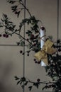 A gift with a golden bow hangs on a bouquet of torn hawthorn branches Crataegus. Shooting from the bottom up. Macro. Selective f Royalty Free Stock Photo