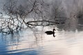 Morning in the swamp, marsh. Duck swimming, early morning Royalty Free Stock Photo