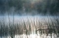 Morning in the swamp, marsh. Water and grass, dew. Karelia Royalty Free Stock Photo