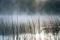 Morning in the swamp, marsh. Water and grass, dew. Karelia Royalty Free Stock Photo