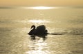 Swans on the golden sea.