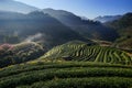 Morning at Tea plantation Doi Angkhang.