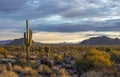 Morning Time In Classic Sonoran Desert Landscape In Arizona Royalty Free Stock Photo
