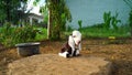 Goat-lings sitting inside a farmland with blurred background. Relaxing position, new born goat kid