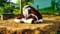 Morning time, cute goat lings sitting in outdoor. White color goat ling with brown spots walking fearless in a farmland Royalty Free Stock Photo