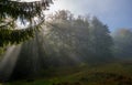 Sun drenched meadow