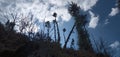 Morning time picture plant and sky