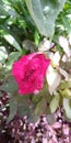 Morning Time, Pink Rose, Water Drops Royalty Free Stock Photo