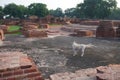 The morning time at Sarnath in Varanasi, India