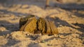 Morning time selective focus on Cow dung outdoors. Cow dung mostly uses in organic fertilizer in fields Royalty Free Stock Photo