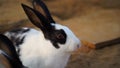 Morning time, sunbeam falling on two rabbit which eating sweet potato. Funny rabbit movement Royalty Free Stock Photo