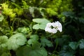 morning time sunshine crashing white forest flower blossom in forest with green meadow background.this image for nature and Royalty Free Stock Photo