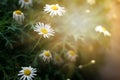 morning time sunshine crashing white forest flower blossom in forest with green meadow background.this image for nature and Royalty Free Stock Photo