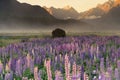 Morning tone over full bloom lupine field