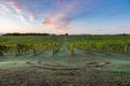 Sunrise on the field in Toscany vine vineyard line sky clouds morning