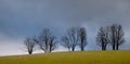 Morning tree atop a hill, cloudy sky over the clearing