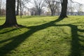 Morning Tree Shadows Royalty Free Stock Photo