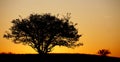 Morning tree in thick sun Royalty Free Stock Photo