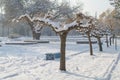 In the morning, trees and benches in the snow in the park Royalty Free Stock Photo