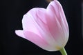 Morning tulip Royalty Free Stock Photo