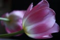 Morning tulip Royalty Free Stock Photo