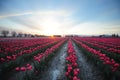 Morning tulip field
