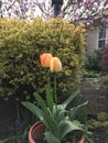Morning tulip 2