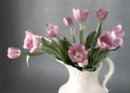 Morning Tulips Royalty Free Stock Photo